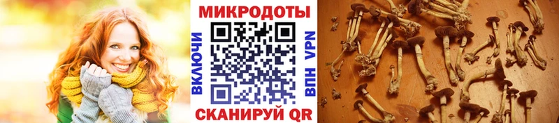 Галлюциногенные грибы Psilocybe  Купить где  Мыски 